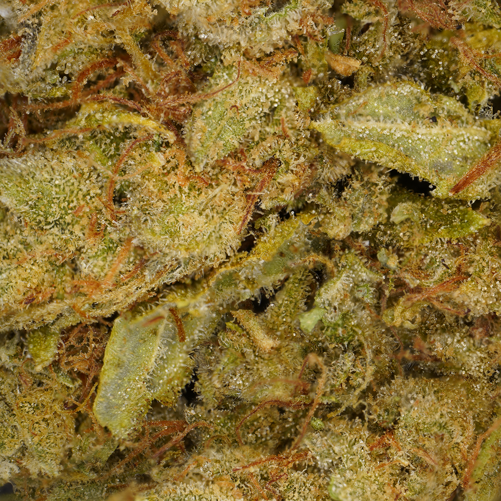 Amnesia CBD [Hydroponique]