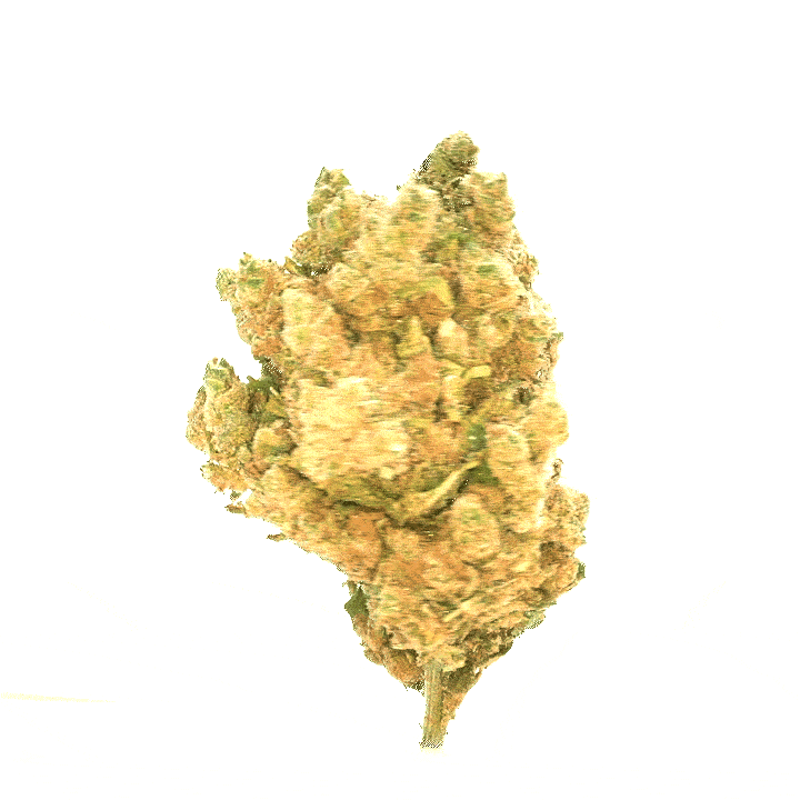 Amnesia CBD [Hydroponique]